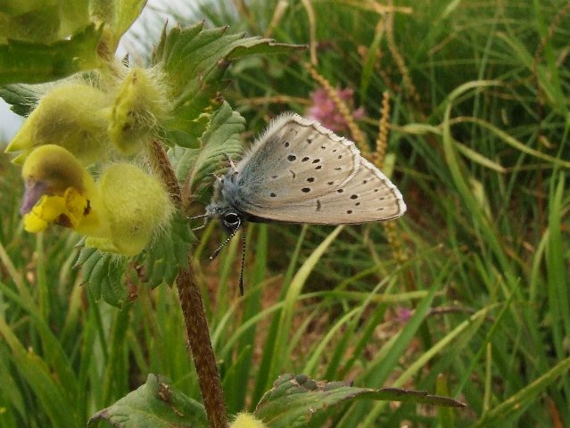 061 Polyommatus Icarus